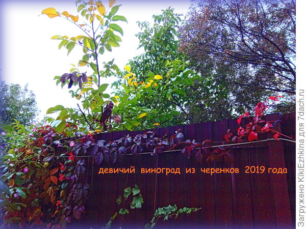 Черенки совершенно не держала в воде с целью образования корней. Сразу присаживала в садовую землю.