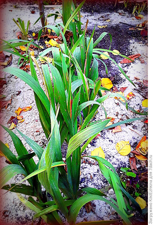 Из-за  тесноты  посадки  из таких  трёх рядков  процвели не более  6  растений!