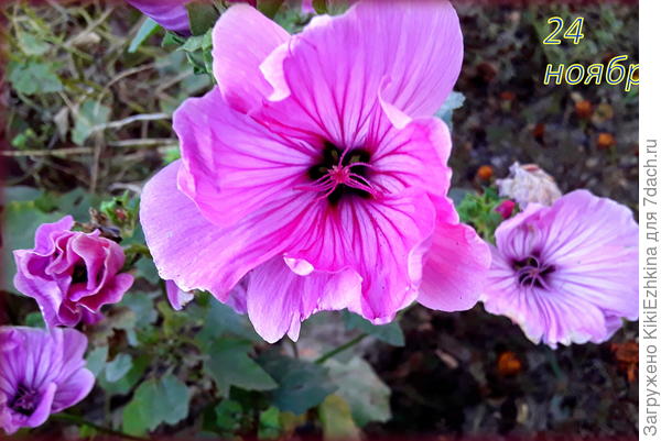 Предзимняя  волна  цветения  лаватеры...