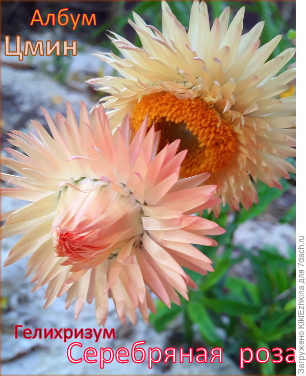 Как  я  понимаю по цвету, эти гелихризумы- разных сортов...