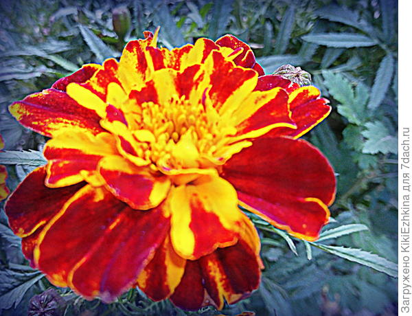 Этот сезон с прошлым не сравнить... Тогда бархатцы поцвели 2 недельки и сгинули... А в этом году- Слава Богу!-цветут и цветут  везде и повсюду,  только везде разного размера и кустики и  сами цветочки...