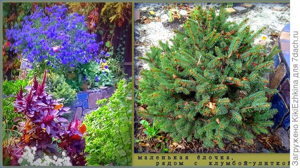 Затерявшаяся  среди однолетников  моя   ёлочка- шестилетка (?)  Растёт очень медленно почему-то...