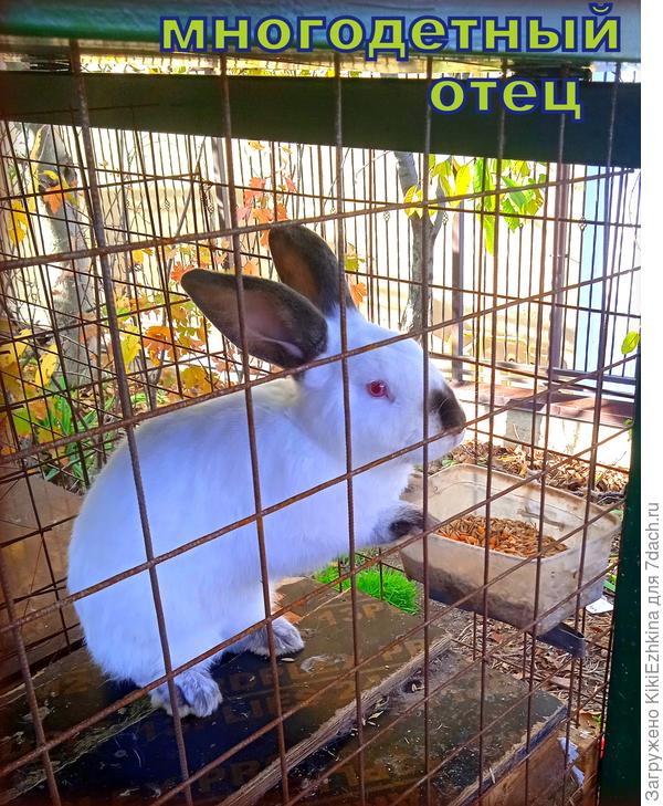 Гордый  потомством  молодой  отец, с  которого  перед окролом мамаша  стала  срывать клочки шерсти... Пришлось быстренько отсадить этого героя...