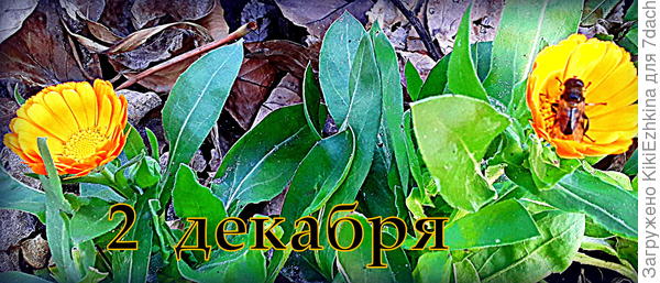 в  начале  зимы   ПЧЕЛА  прилетела  за  взятком