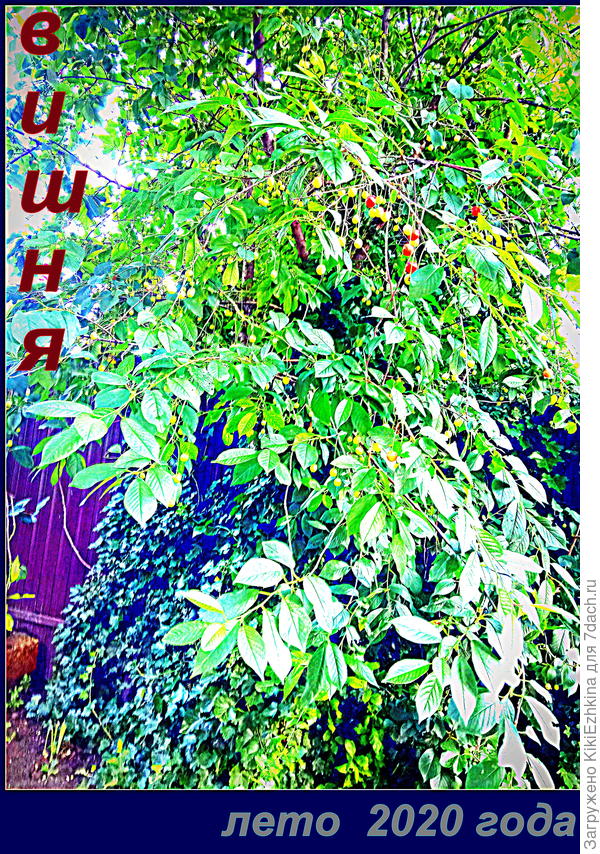 В  прошлом году  вишня  давала нам  первый небольшой  урожай- мы  порадовались...