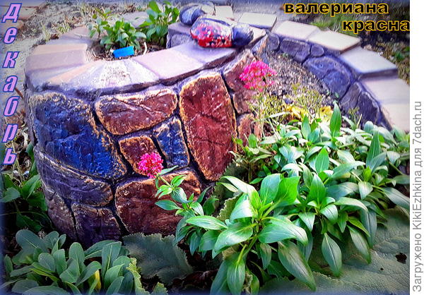 Подростки кентрантуса из семян прошлого сезона 2020 - цветут в декабре  2021...