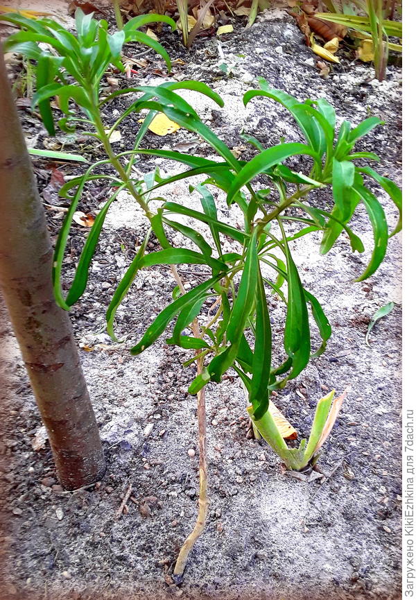 надеюсь  к весне этот единственный  кустик  покажет наконец-то  полное  цветение... Первое  цветение  выдало единственный зонтик...