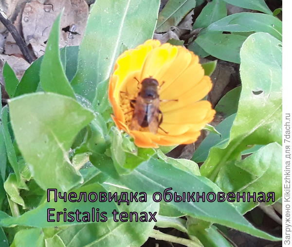 снимок  без   редакции... действительно похожа на пчёлку...