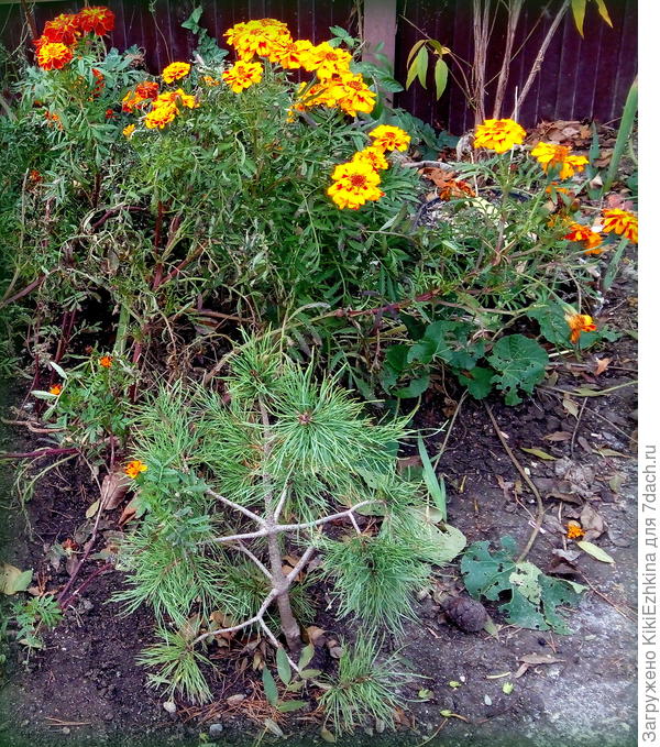 Добавление мешка  торфа в канавку столь блестяще отразилось на  высаженных по  валику бархатцах,что они  были самыми пышными из всех бархатцев рассаженных по саду в разных местах...