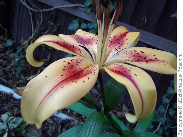 Лилия Отель Калифорния   расцвела сегодня  -7 декабря...