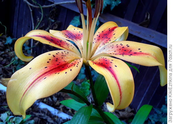 На  этикетке было  написано Отель Калифорния...