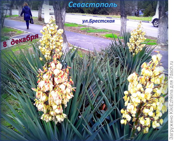 Не  смогла сегодня пройти мимо:  цветут целой  оравой  разом...