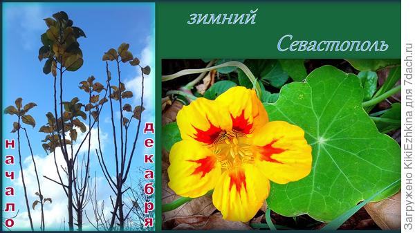 Плодов  этого   саженца пока не видели, но  я предполагаю,что это яблоня...  Как  все  заплодоносят,тогда  можно будет посчитать чего и сколько... Пока я  выделила из  молоди -одну сливу, два абрикоса, 4 персика, черешня, айва (?), две груши (большая и карлик) и очень много (более 10) инжирчиков...