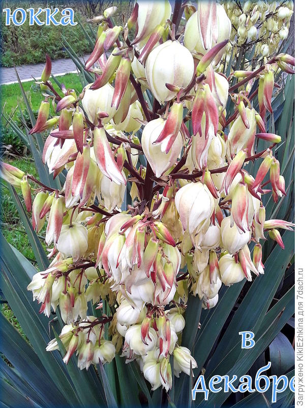 Приветик  из  зимнего Севастополя :)