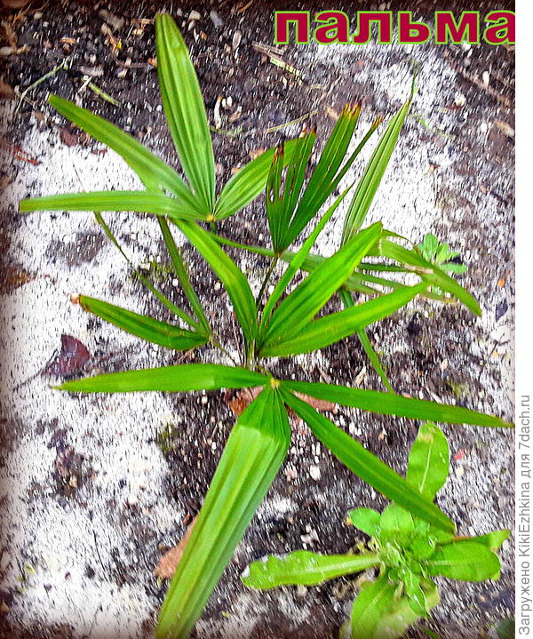 Первый  сезон на ПМЖ  в нашем саду  маленькая  пальмочка неизвестного вида...