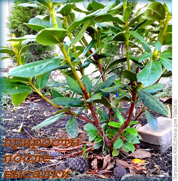 Как  видим от корней  поднялись  новые приросты, в  связи с этим  встаёт вопрос о формировании куста...  Пусть будет пышным от основания,от самой  почвы?