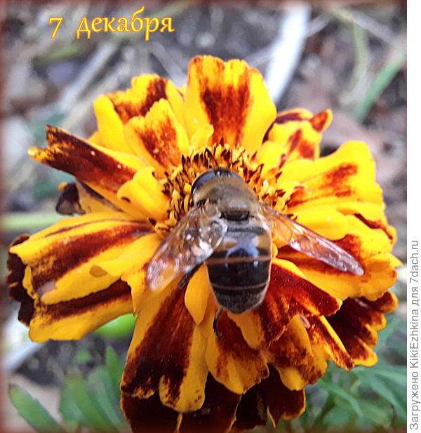 Что  эта журчалка  делает в моём саду? Вредит ли она саду?