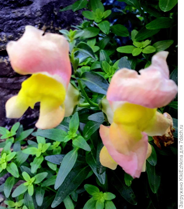 На весь кустик у меня 6  цветочков...