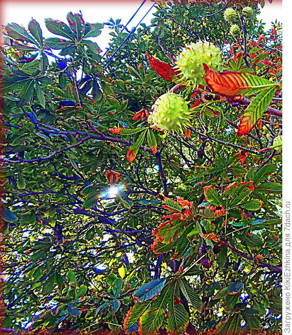 Конец  лета - плоды каштана... Крым...