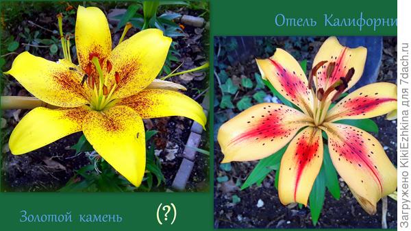 На  фото ,на мой взгляд, более эффектно выглядит Калифорния.  Однако в саду  на клумбе  бесспорно царит  Золотой камень!