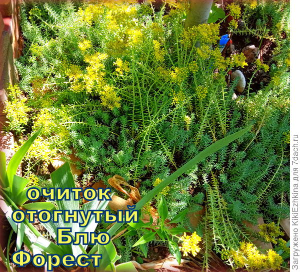 Что-то в этом году он у меня остался без внимания-загустился и весь какой-то лохматый  получился. Прошлым летом было 3 цветоноса,  я  их аккуратно убрала,чтобы семена не рассеялись беспорядочно... А что будет в следующем сезоне-посмотрим... Боюсь много насеялись самостоятельно...