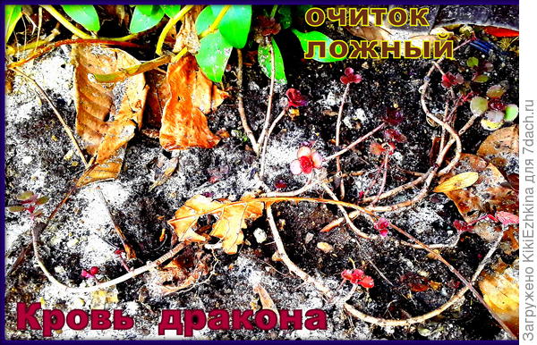 Мой  горемычный  очиток