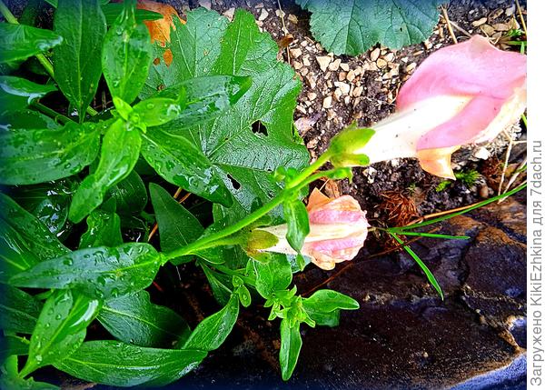 На данный  момент  выжил  единственный  кустик  одного цвета... А я  мечтала развести  у себя такие ЛЬВЯТА, которые будут  самовоспроизводиться без моего дополнительного участия...