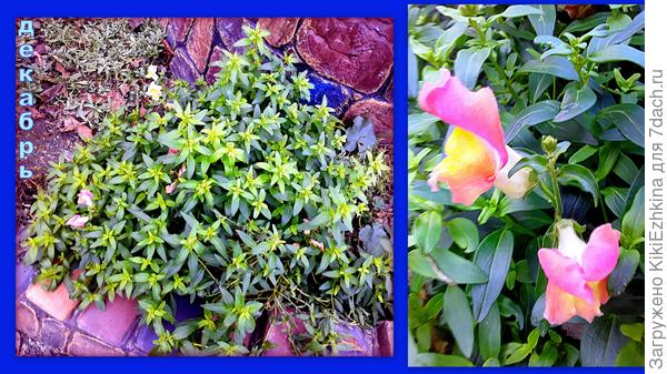 Куст после второго сезона более объёмный,  но само цветение скудное  почему-то... Вероятно не хватало подкормок...