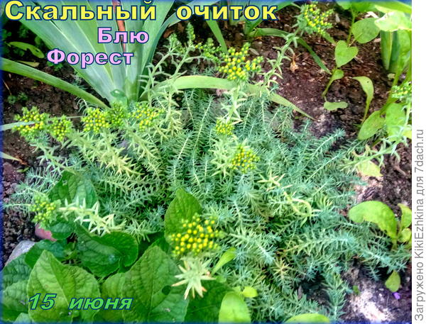 Скальный очиток (отогнутый) набирает цвет в середине  ИЮНЯ...