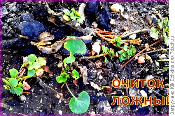 Думаю я правильно определила эти  малюсенькие листочки, как Очиток ложный...