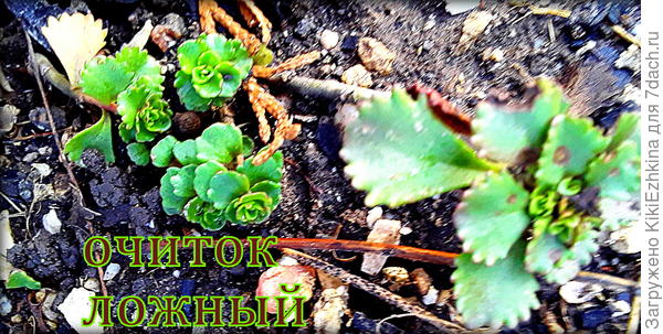 На  пакетике были  цветочки малинового цвета,надеюсь,что  меня с сортом не обманули...