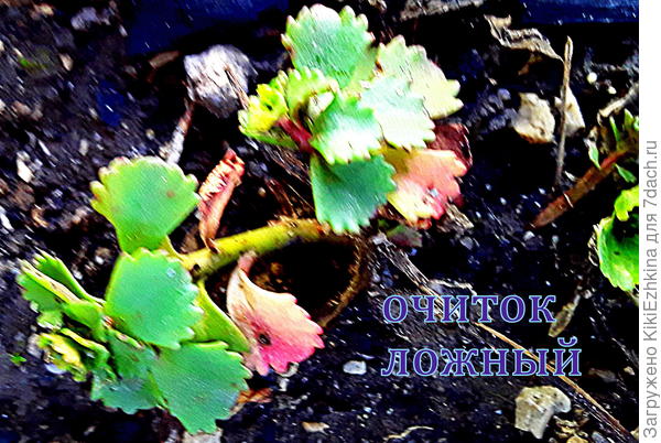 Правда ведь  форма листа и сами розетки очень похожи на ваш очиток  ложный?