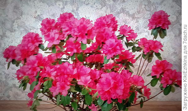 Этикетка была какая-то ,но,видимо, я про изучение её в нужный момент не подумала- голова была занята мыслями - как правильно посадить...