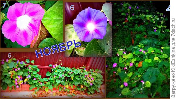 Сеяла  летом- забросила семена в расщелину за бетонный  поребрик...  Зацвели поздненько, зато до конца ноября...