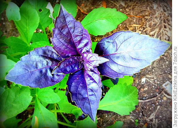 Радость моя  ненаглядная - Базилик...