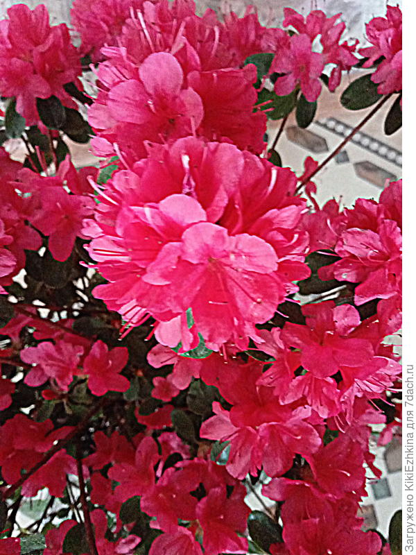 Здесь цветочки крупно засняты- может можно как-то определить сорт...