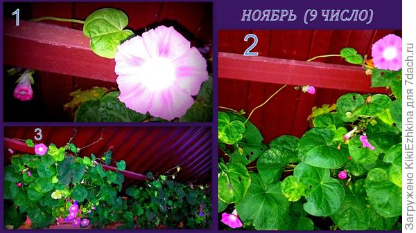 У меня два цвета ипомеи пурпурной: розовый и  сиреневый с фиолетовой звездой по центру...