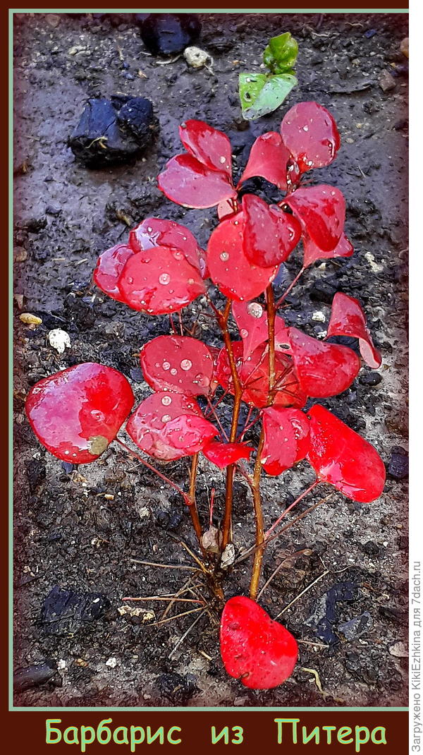 Угнездился на ПМЖ...