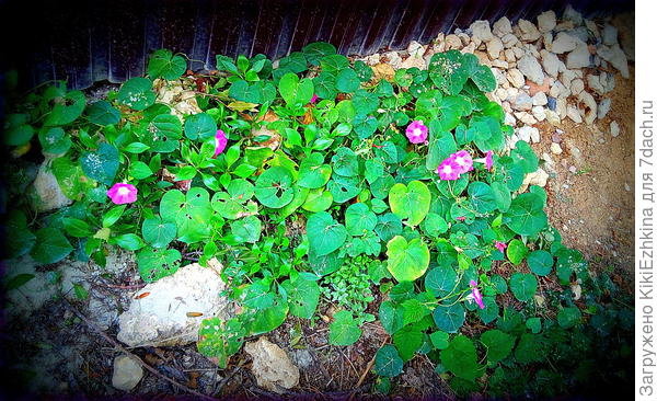 Что интересного   можно придумать? Место такое: от забора  небольшой  уклон вниз...