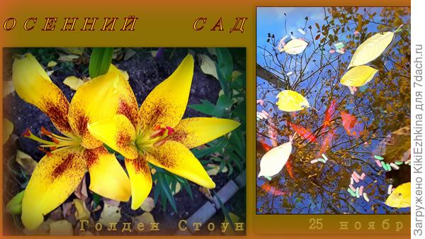 Цветут лилии,  облетает листва,  занимаемся сбором  опавшей  листвы...  Скоро предстоит ею засыпать для утепления  коробку  вокруг банана Басио... и Пальмочки  в ОГ   немного утеплить нужно...