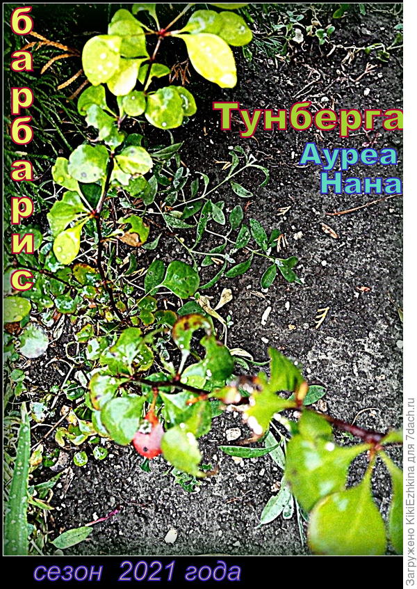 Растёт очень медленно -  но очень радует...