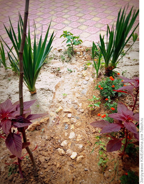 В этой  тропинке была потребность- проложить проход  на глиняной  клумбе-между грядочками,но камни в  твёрдую глину  не очень-то хотели укладываться... Кажется надо изучить вопрос правильной укладки...