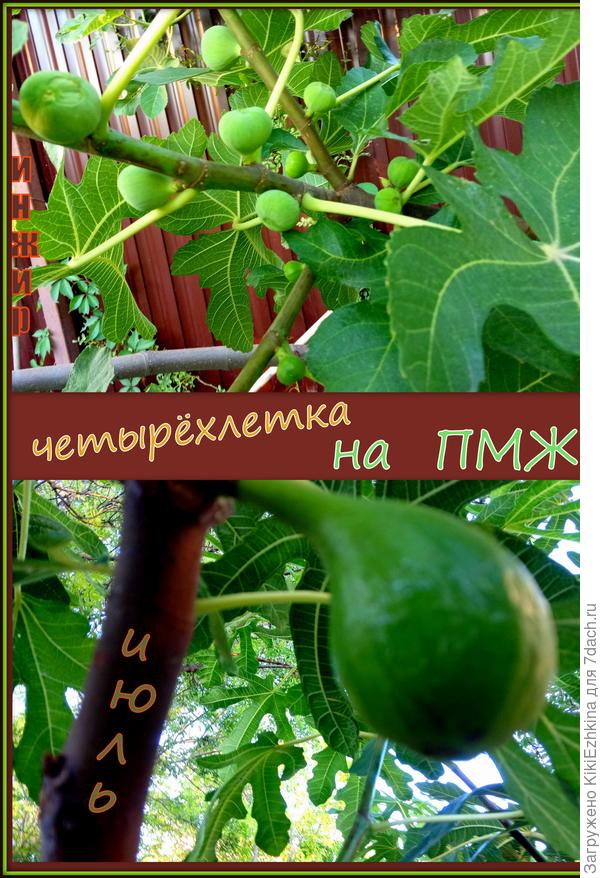 Этот инжир из самых ранних посадок...  Плодоносит второй сезон уже...  Плоды  очень вкусные  сладкие   и  суховатые...