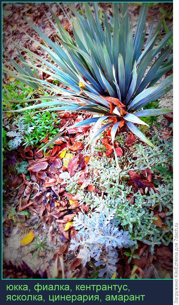 Посмотрим,переживёт ли нашу  зиму  молодая  цинерария...