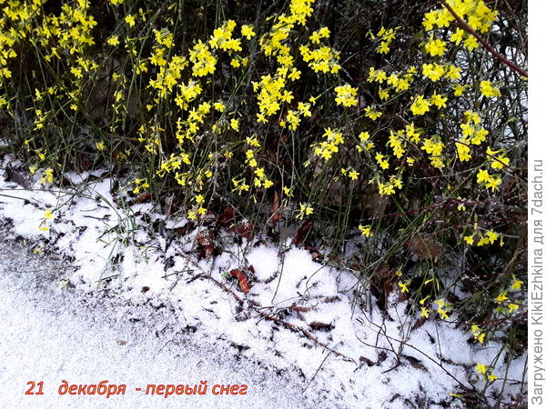 Голоцветковый жасмин уже цветёт - в декабре