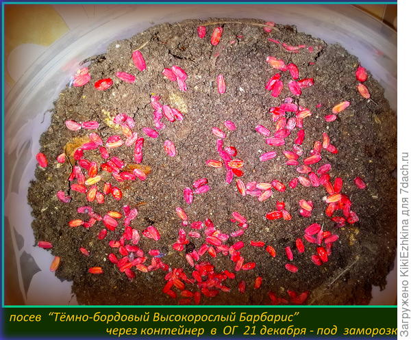 Семена весёленькие ,я их не замачивала,с тем расчётом,что в земле сами размочатся и  пойдут  по весне  в рост...