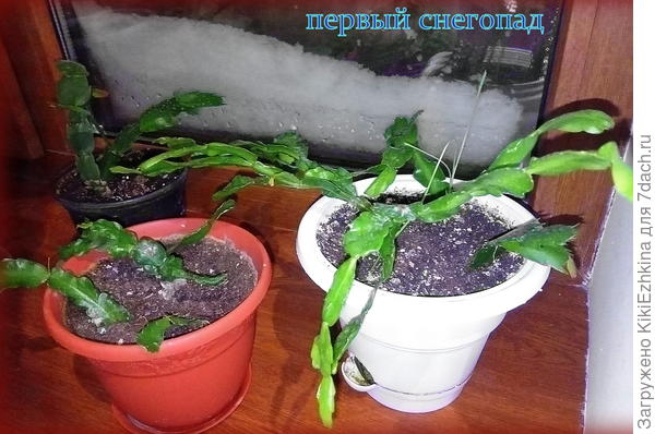 Вопрос:  сколько  продержать растения  в таком  режиме?