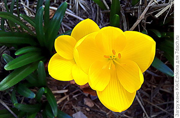 Осенний крокус Штернбергия