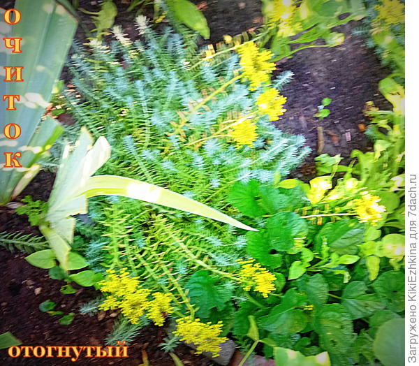 Выбрасывается  длинный  высокий  цветонос и  на нём присутствуют листочки , похожие на ворсинки (только крупные)