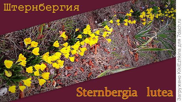 Удалось сегодня определить сорт этих  многолетних осенних крокусов...